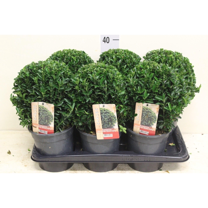 <h4>Euonymus japon. 'Green Spire'</h4>