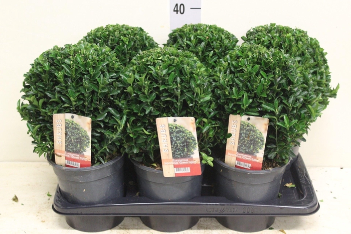 <h4>Euonymus japon. 'Green Spire'</h4>