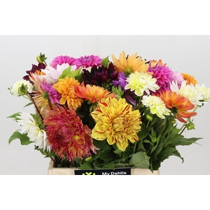 Dahlia  ...mix in bos