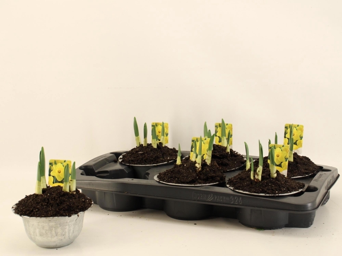 Narc Ta Geranium In Zinken Teil