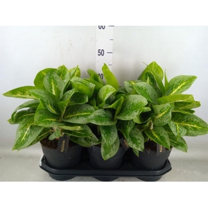 Aglaonema  'Lemon Mint'