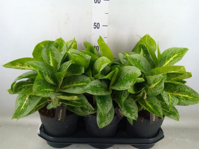 <h4>Aglaonema  'Lemon Mint'</h4>
