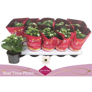 KAL EN ASTERIA WHITE