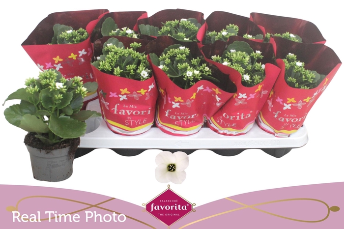 <h4>KAL EN ASTERIA WHITE</h4>