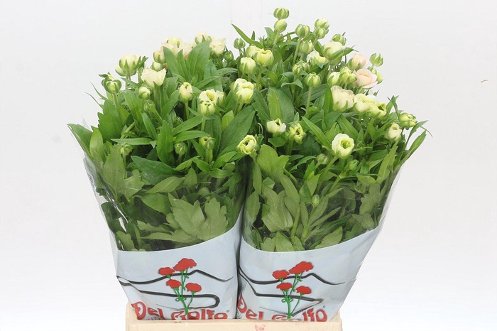 <h4>Ranunculus Butterfly Ariadne</h4>