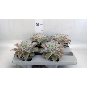 Echeveria   ...