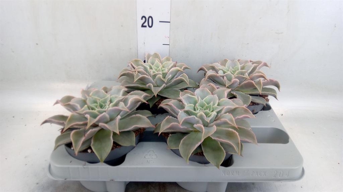 <h4>Echeveria   ...</h4>