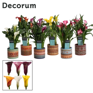 Zantedeschia Mix in Ompot Africa (Decorum)