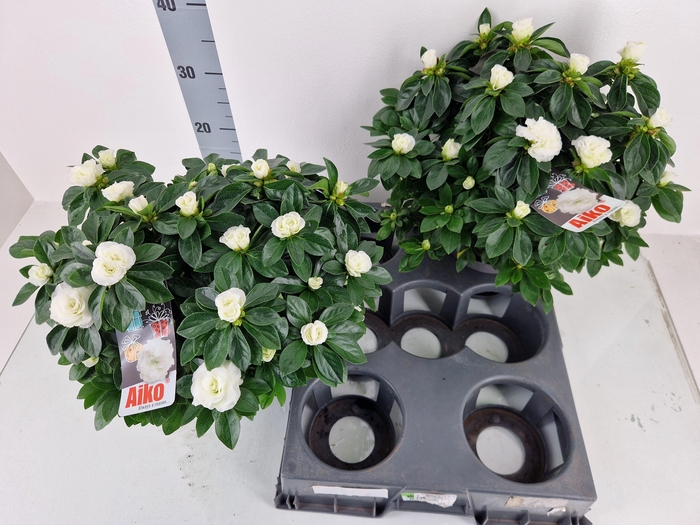 <h4>RHODO SI AIKO WHITE</h4>