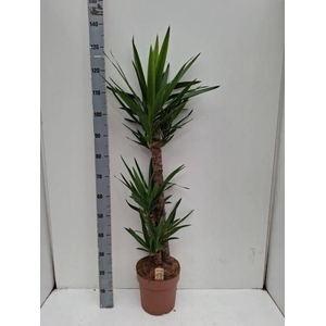 YUCCA