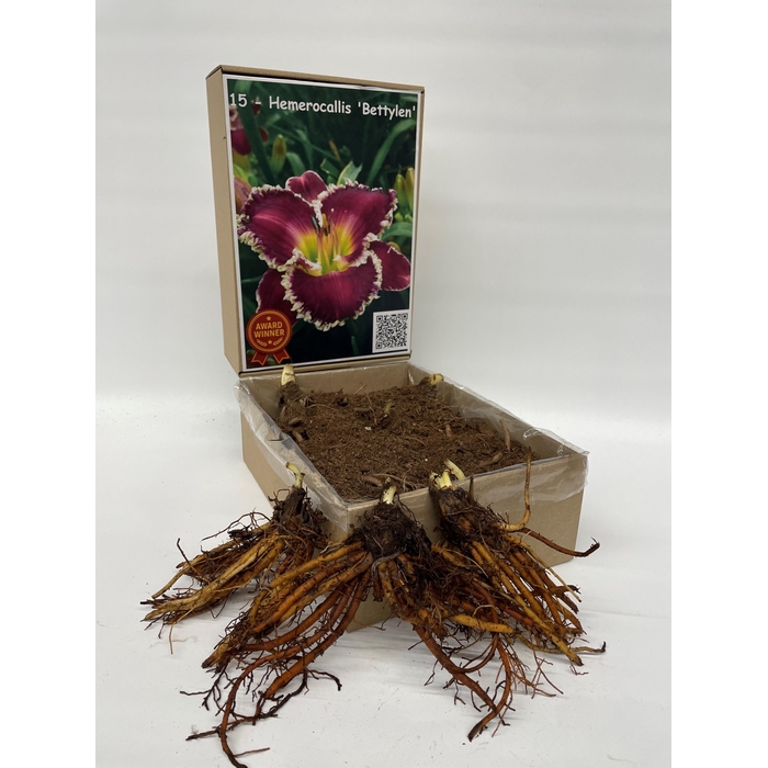 <h4>BOLBLOEMEN OV</h4>