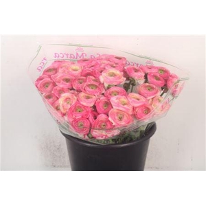 Ran... Su Felicidade Super