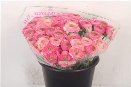 <h4>Ran... Su Felicidade Super</h4>