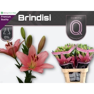 LI LA BRINDISI
