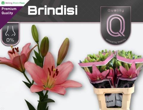 <h4>LI LA BRINDISI</h4>