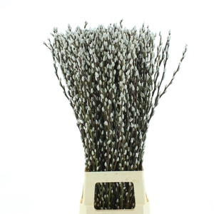 SALIX CAPREA 'SNOW FLAKE'