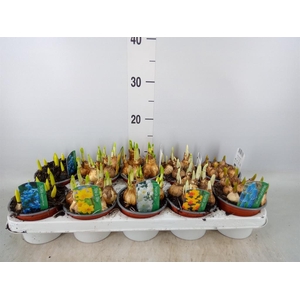 Bolbloemen   ...mix
