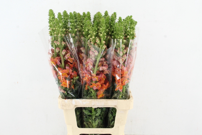 <h4>ANTIR POTO D ORANGE</h4>