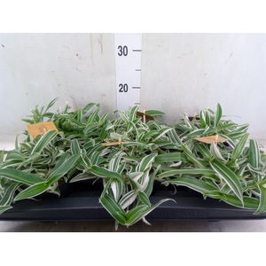 Murdannia loriformis 'Alba Aquilon'