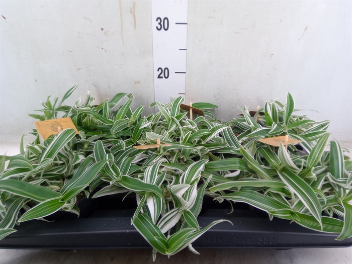 <h4>Murdannia loriformis 'Alba Aquilon'</h4>
