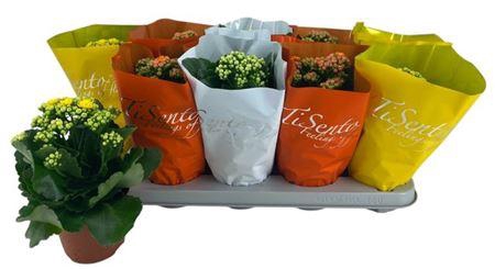 <h4>Kal Ge Gem P12</h4>