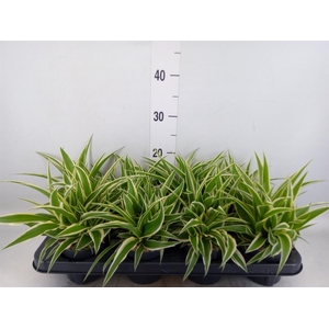Chlorophytum com. 'Ocean'
