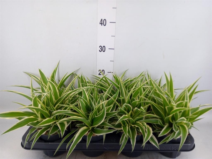 <h4>Chlorophytum com. 'Ocean'</h4>