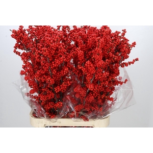 Ilex Rood
