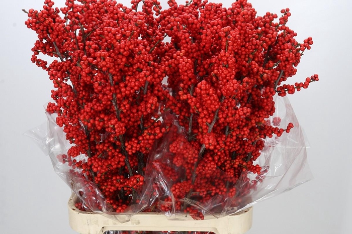 <h4>Ilex Rood</h4>