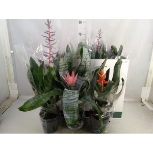 Aechmea   ...mix