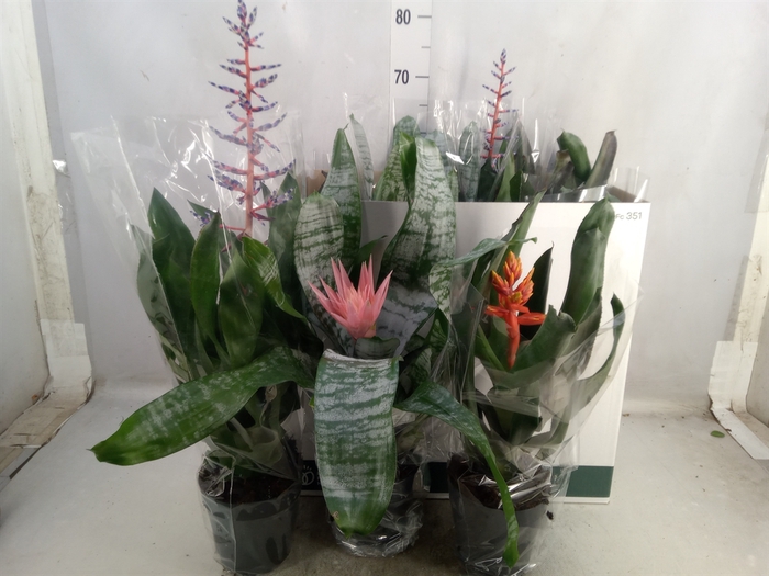 <h4>Aechmea   ...mix</h4>