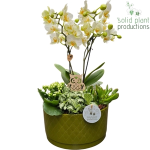 PH004 Stella Green White