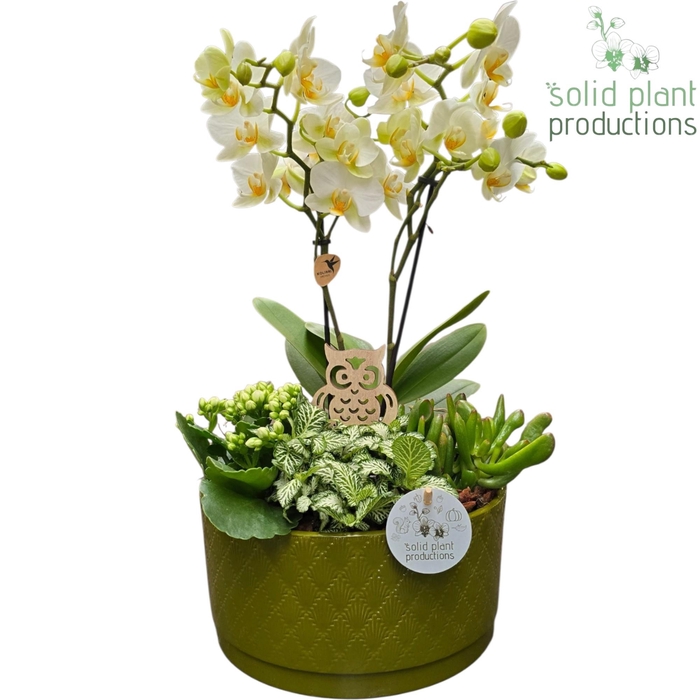 <h4>PH004 Stella Green White</h4>