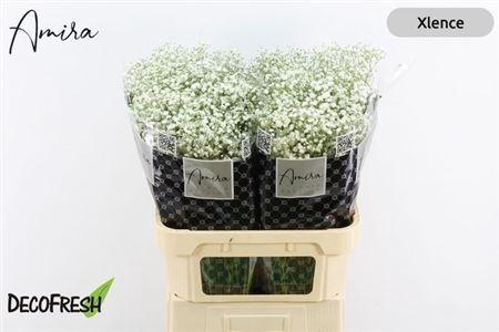 <h4>Gyps Pa Xlence</h4>