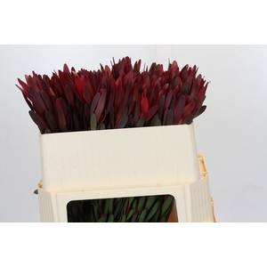 Leucadendron Saf Sunset Dark Red