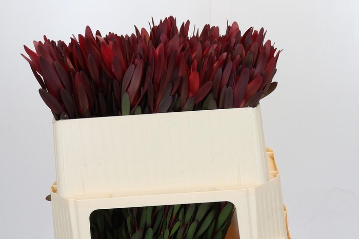 <h4>Leucadendron Saf Sunset Dark Red</h4>