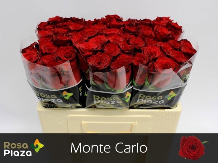 <h4>R GR MONTE CARLO#</h4>