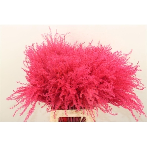 Dried Stipa Feather Cerise P Stem