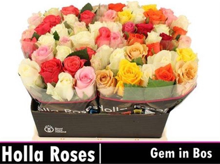 <h4>R Gr Gem In Bos</h4>