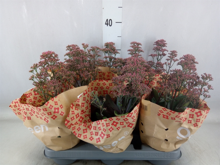 <h4>Kalanchoe  'WildFlow Surp Canyon'</h4>