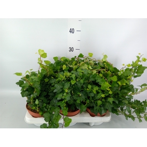 Hedera helix 'Wonder'