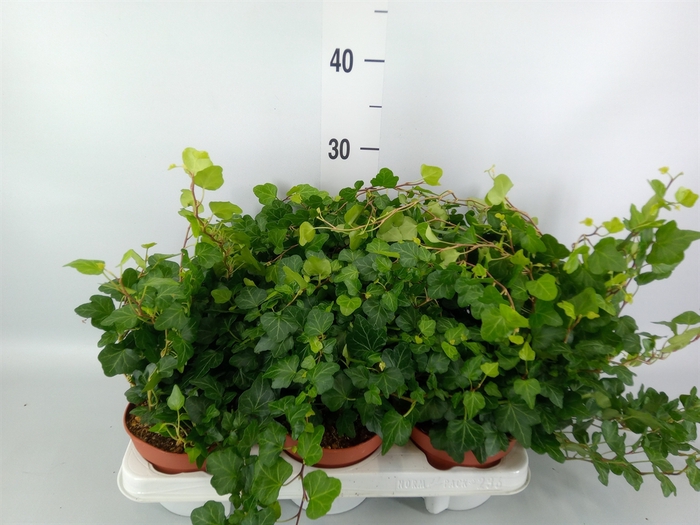 <h4>Hedera helix 'Wonder'</h4>