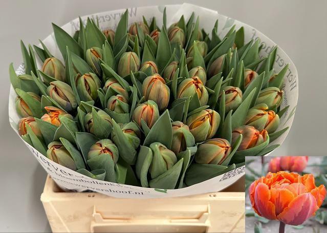 <h4>TU DU ORANGE PRINCES</h4>