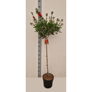 CALLISTEMON CITRINUS