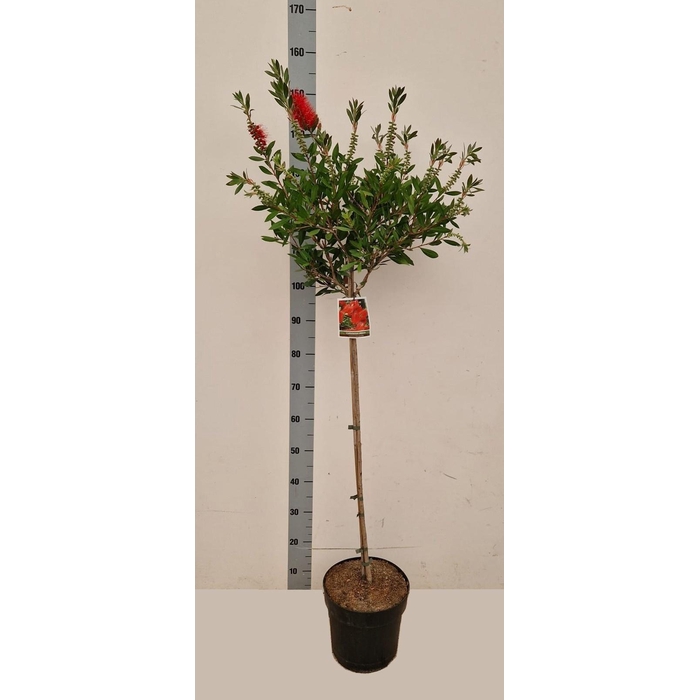 <h4>CALLISTEMON CITRINUS</h4>
