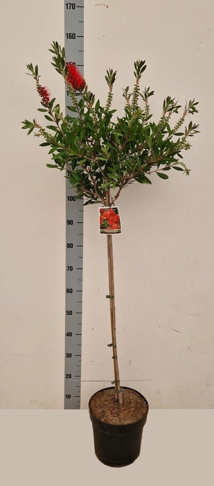 <h4>CALLISTEMON CITRINUS</h4>