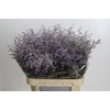 Limonium ov Misty Blue