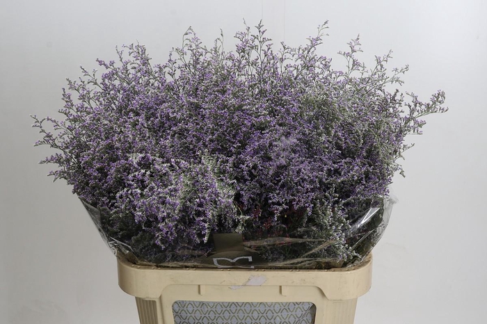 <h4>Limonium ov Misty Blue</h4>