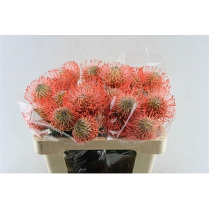 Leuco Co Ayoba Pink