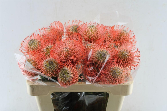 <h4>Leuco Co Ayoba Pink</h4>